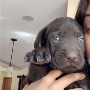 Meet your Posher, Bella